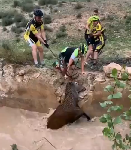 http://www.stickybottle.com/latest-news/video-club-cyclists-save-ungrateful-lively-deer-from-drowning/